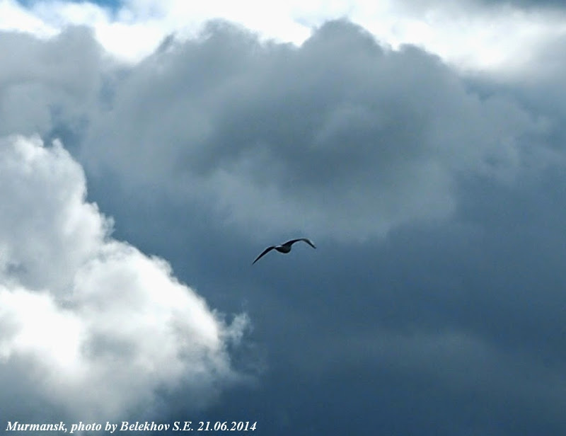 murm2014_072_8dae8.jpg - 49.08 kB