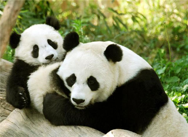 top10_death_animals10_fca10.jpg - 55.64 kB