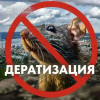 В Мурманске стартовала сплошная дератизация