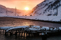 В регионе разработаны рекомендации наблюдения за морскими млекопитающими и птицами