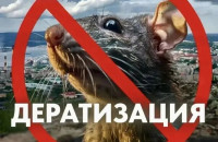 В Мурманске стартовала сплошная дератизация